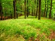 Green_Wood_by_Roderich.jpg