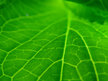 Green_by_Khaotico.jpg