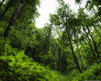 Green_by_realityDream.jpg