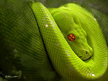 Green_Snake-by-elliquote.jpg